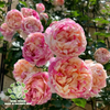 The "Edward Manet" rose large seedling