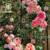 The "Edward Manet" rose large seedling