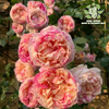 The "Edward Manet" rose large seedling