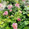 The "Edward Manet" rose large seedling