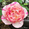 The "Edward Manet" rose large seedling